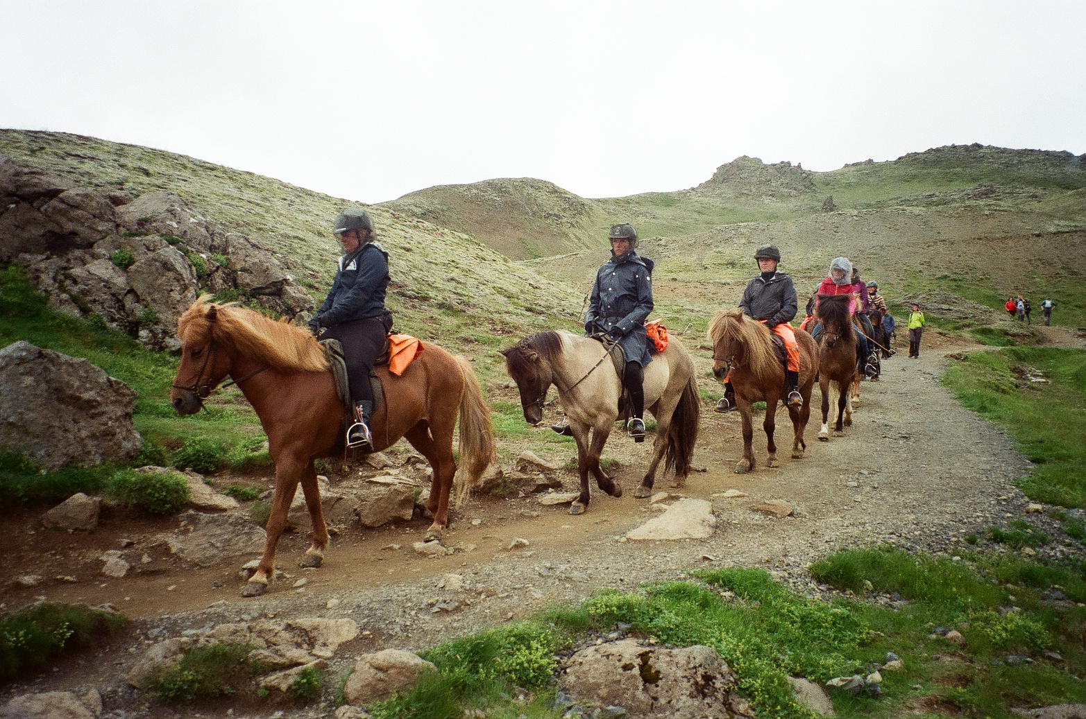 Icelandic Horses