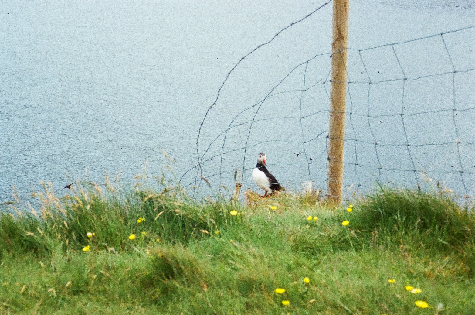 Puffin